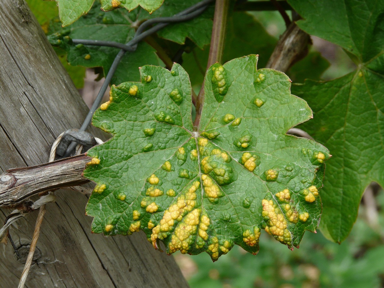 Karate Zeon w przydomowym ogrodzie – jak reagować, gdy szkodniki zaczynają wygrywać z roślinami
